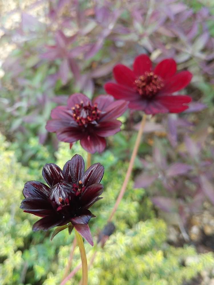 チョコレートコスモスの投稿画像 By 金魚さん 19月10月30日 Greensnap グリーンスナップ