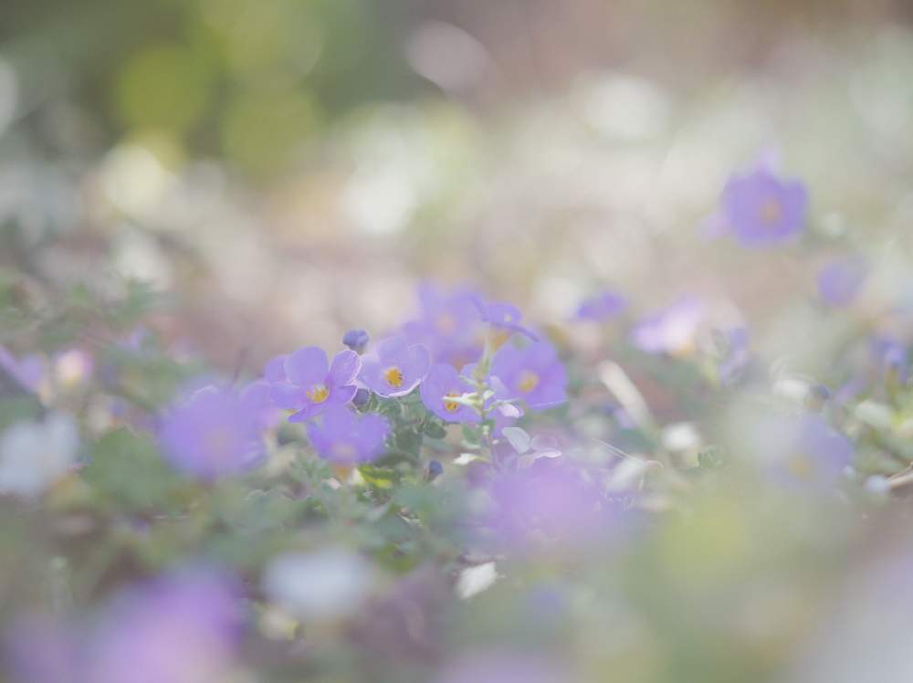 エキザカムに似ているバコパの投稿画像 By Mixxさん 紫の花と花のある暮らしとオールドレンズ 19月10月30日 Greensnap グリーンスナップ