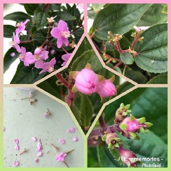 ハシカンボクの花の画像 by パピーさん | バルコニー/ベランダとハシカンボクの花とハシカンボク属