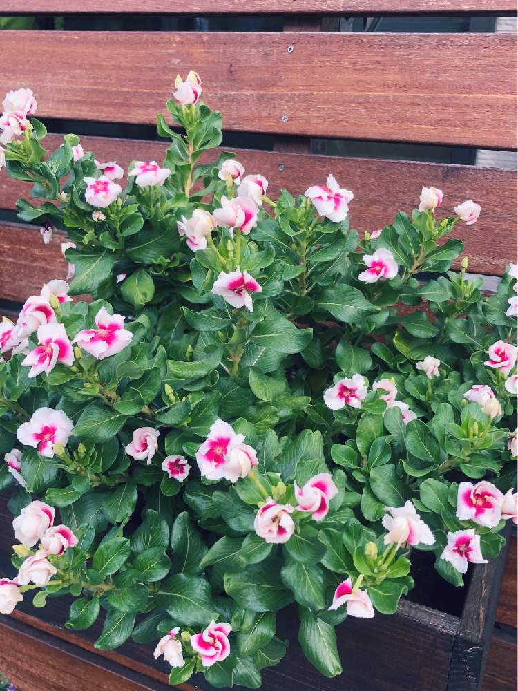 オリジナル ビンカ みきの投稿画像 By つばきさん 小さな庭とニチニチソウビンカと我が家の庭とガーデニングと花のある暮らしとビンカ とプランター植えとニチニチソウビンカと我が家の庭とガーデニングと花のある暮らしとビンカ とプランター植え 19月10月30日