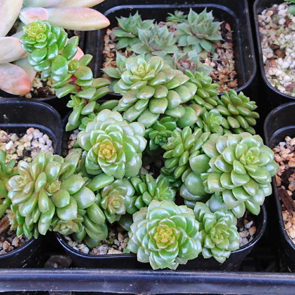 034 リトルジェムの生長記録 Vol.1 2021.12.23結｜🍀GreenSnap