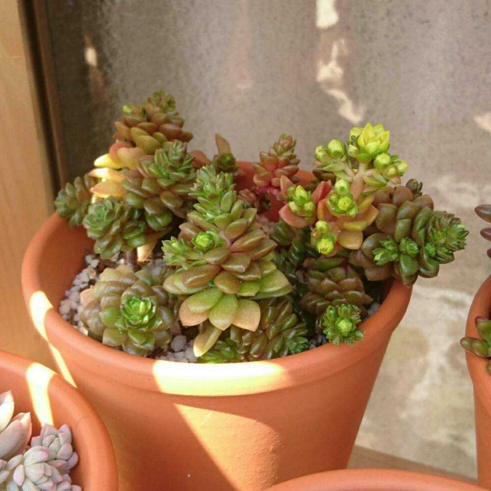 034 リトルジェムの生長記録 Vol.1 2021.12.23結｜🍀GreenSnap