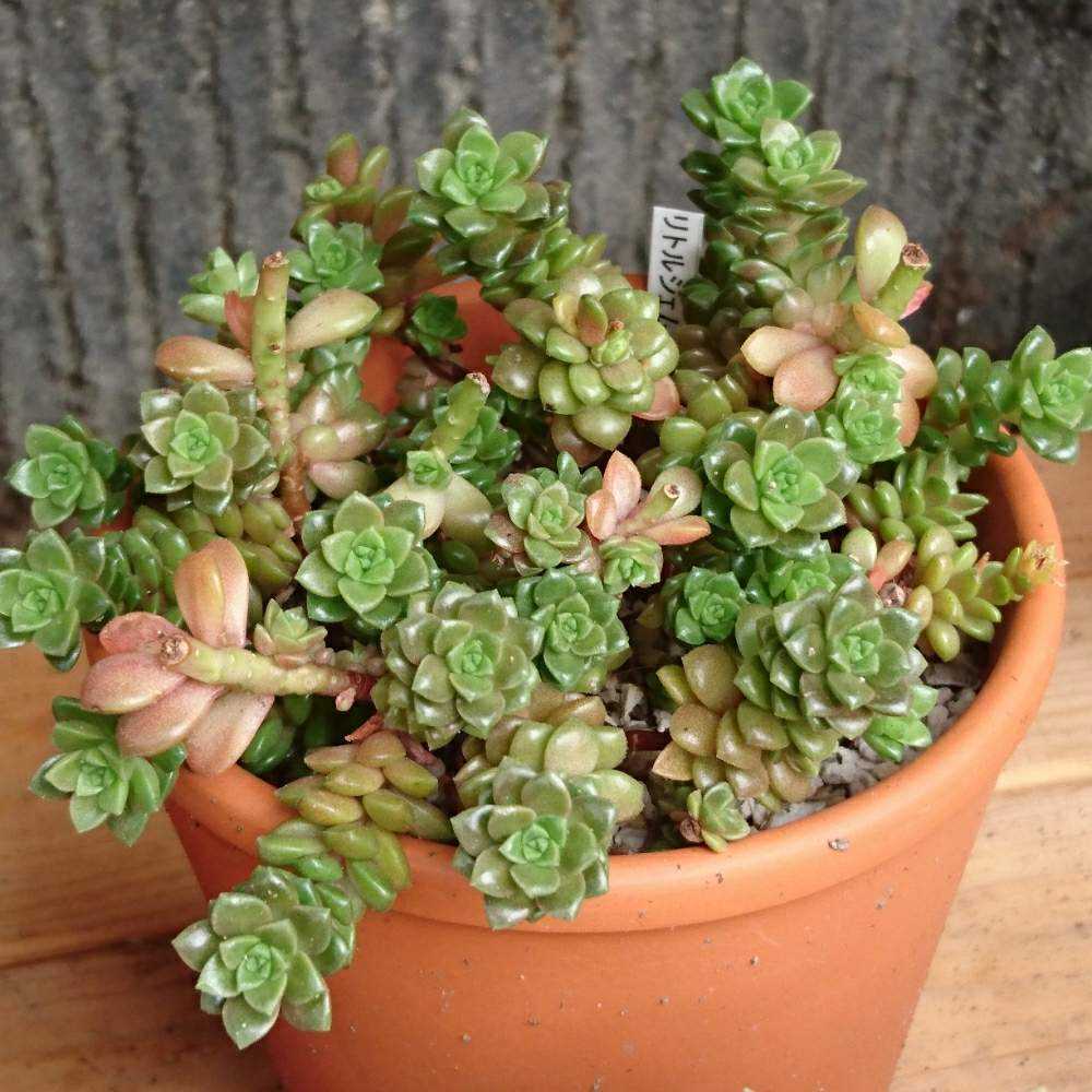 034 リトルジェムの生長記録 Vol.1 2021.12.23結｜🍀GreenSnap