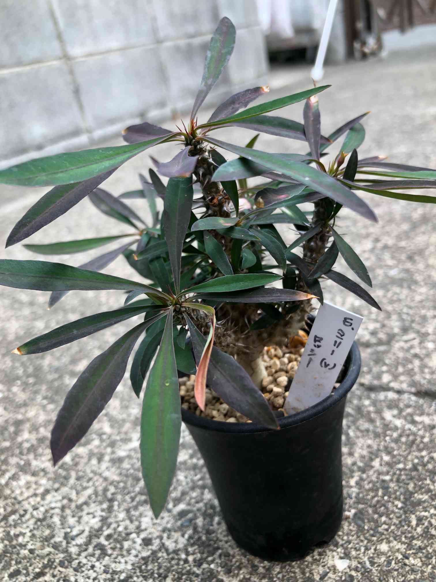 σ ユーフォルビア ロッシー 実生 4号 Euphorbia rossii 多肉植物