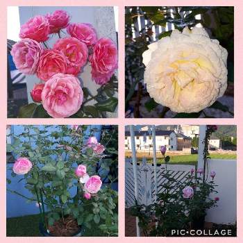 ストロベリーマカロン薔薇の画像 by Tomoさん | アプローチとブルームーンとバラ　ポンポネッラとストロベリーマカロンとベッシュボンボンと情熱のレッドとストロベリーマカロン薔薇とロザリアン見習いとムラサキの花とピンク❤︎ピンクと植中毒とブルームーン♡と憧れの薔薇と雑貨大好き❤と花のある暮らしとたくさんの花が咲く庭にしたい。といいね♥ありがとうございます✨とチーム福岡と小花が好き