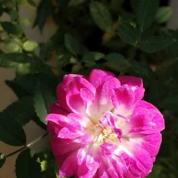 極姫薔薇の画像 by kasumiさん | 小さな庭と極姫バラと極姫薔薇と極姫薔薇:姫紅貴とピンク！ピンク！ピンク！と山野草とピンク❤︎ピンクと美しいとピンクと鉢植えと小さい花と花のある暮らしとかわいいとかわいいな♡