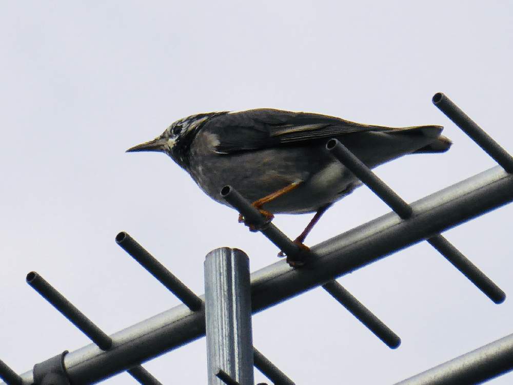 ムクドリの投稿画像 By ねこたんぽさん 自然と季節感と下関 彦島の風景と鳥シリーズ 19月10月31日 Greensnap グリーンスナップ