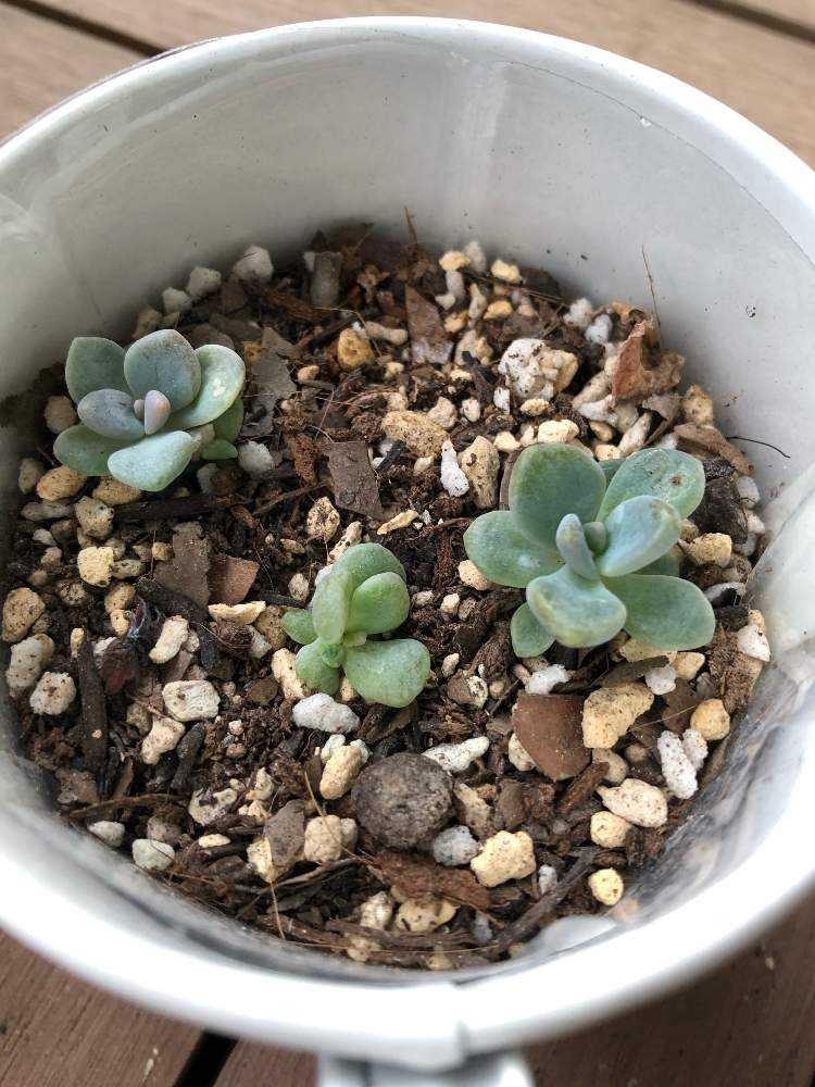 見返り美人錦葉挿し｜🍀GreenSnap（グリーンスナップ）