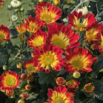 赤と黄色の花の投稿画像一覧 Greensnap グリーンスナップ