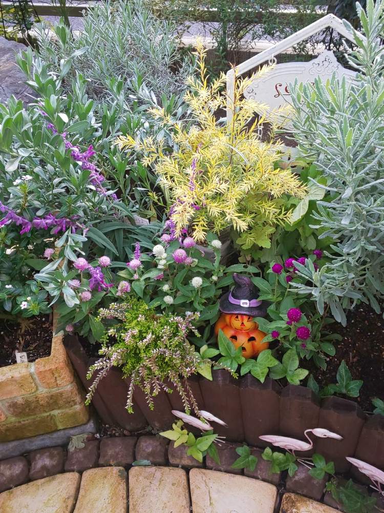 ラベンダーの投稿画像 By アーリーさん カルーナとメラレウカと小さな庭と花壇の中の小さな花壇と花壇の中の小さな花壇 19月10月31日 Greensnap グリーンスナップ Greensnap グリーンスナップ