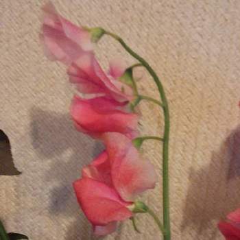 ピンク色のお花♪の画像 by うさぎさん | インテリアとピンク色のお花♪と癒し系とスイートピー♪と花のある暮らしと可愛らしい♪