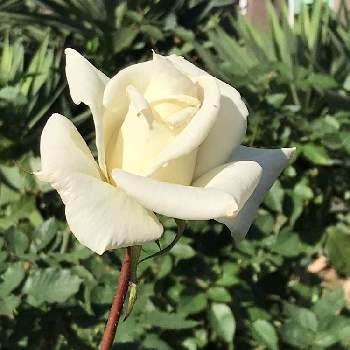 マダムサチの画像 by ポチさん | お出かけ先と薔薇とマダムサチとGS映えと旧古河庭園と花のある暮らしと白い花とはじめてとうっとりと緑白色とiPhone撮影