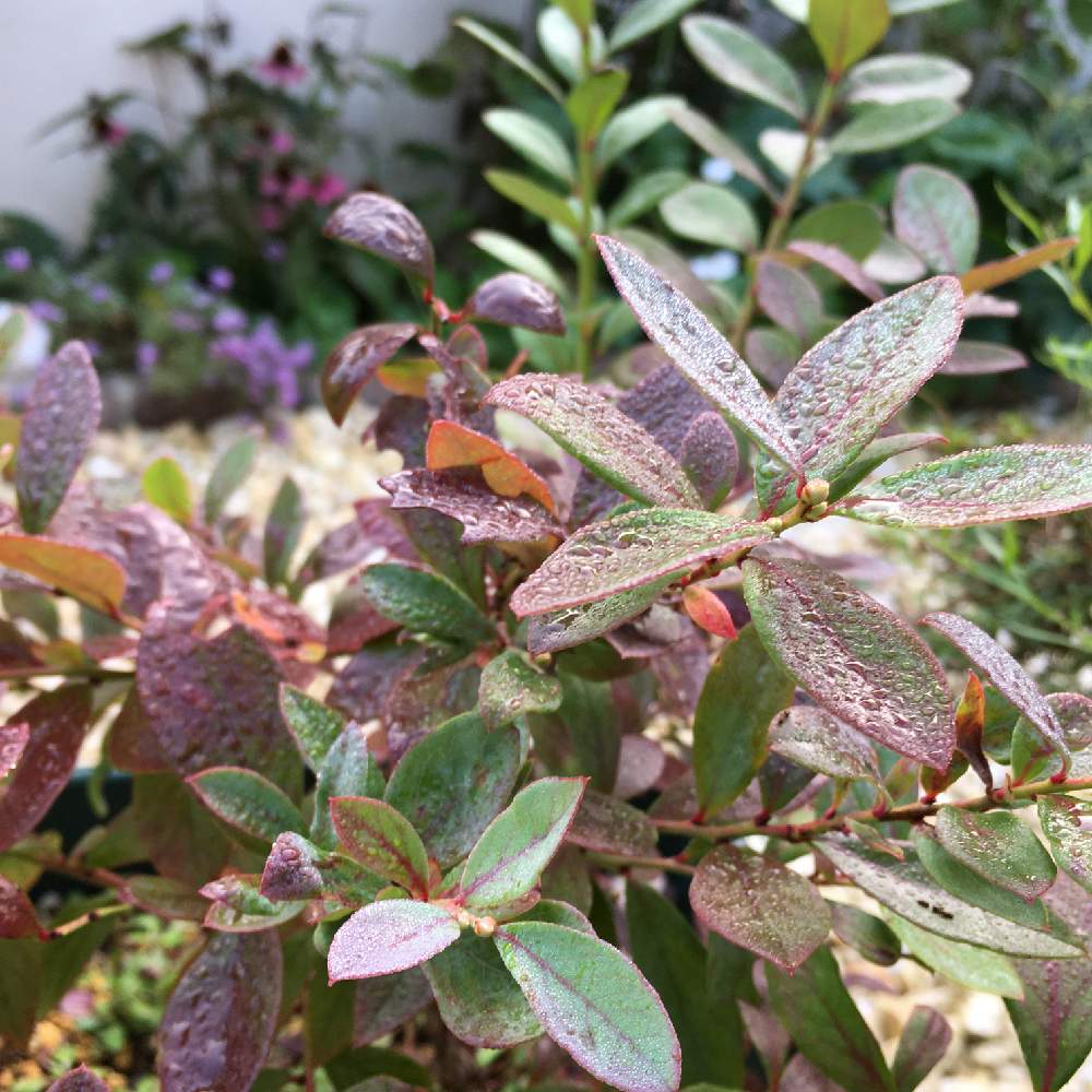 ブルーベリーの投稿画像 By りりこさん 色づき始めと朝露と朝露に濡れてとブルーベリーの紅葉 19月11月1日 Greensnap グリーンスナップ