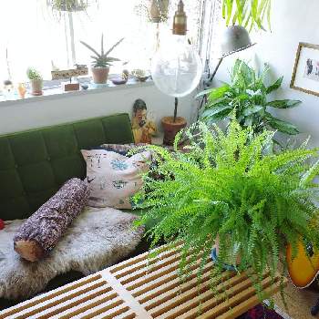 テーブルの画像 by SHINPEIさん | インテリアとタマシダと観葉植物とグリーンインテリアと育てやすいとテーブルとインテリアと植物と観葉植物のある暮らしとシダ植物とアーバンジャングルとディスプレイとインテリアグリーン