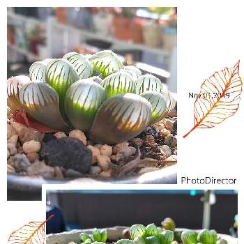 あさイチの投稿画像一覧 Greensnap グリーンスナップ