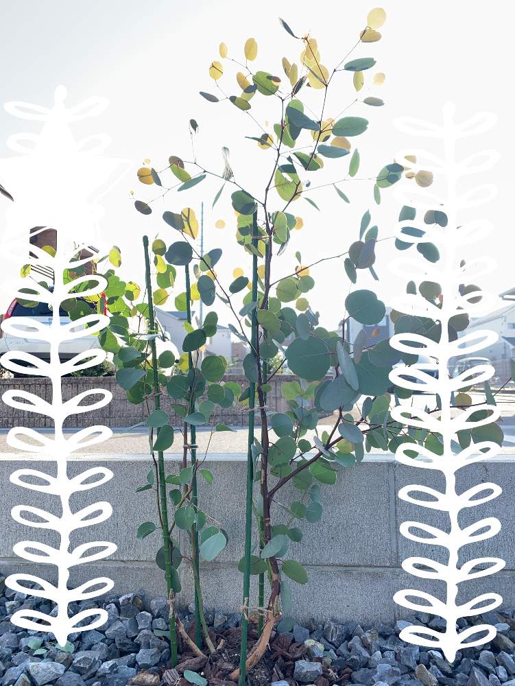 ユーカリの投稿画像 By ニワイチさん ユーカリ ポポラスと我が家のポポラスと剪定と地植え可能組と緑のある暮らしと成長記録とgreenと地植え 19月11月1日 Greensnap グリーンスナップ
