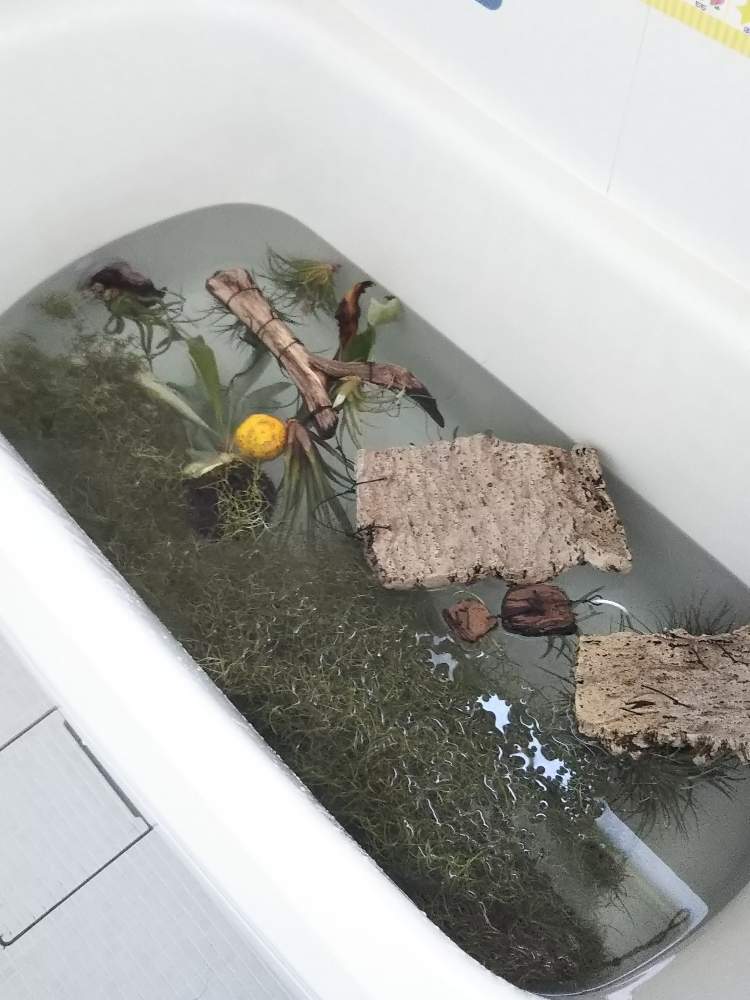 コウモリランの投稿画像 By きなこさん ウスネオイデスと我が家のエアプランツとお風呂でソーキングとソーキングと冬支度と多肉女子と栃木県民 19月11月1日 Greensnap グリーンスナップ