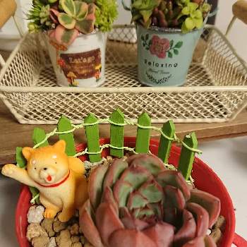 モランの画像 by ヤムヤムさん | 部屋とモランと多肉植物寄せ植えとタニパトとタニラーと多肉女子