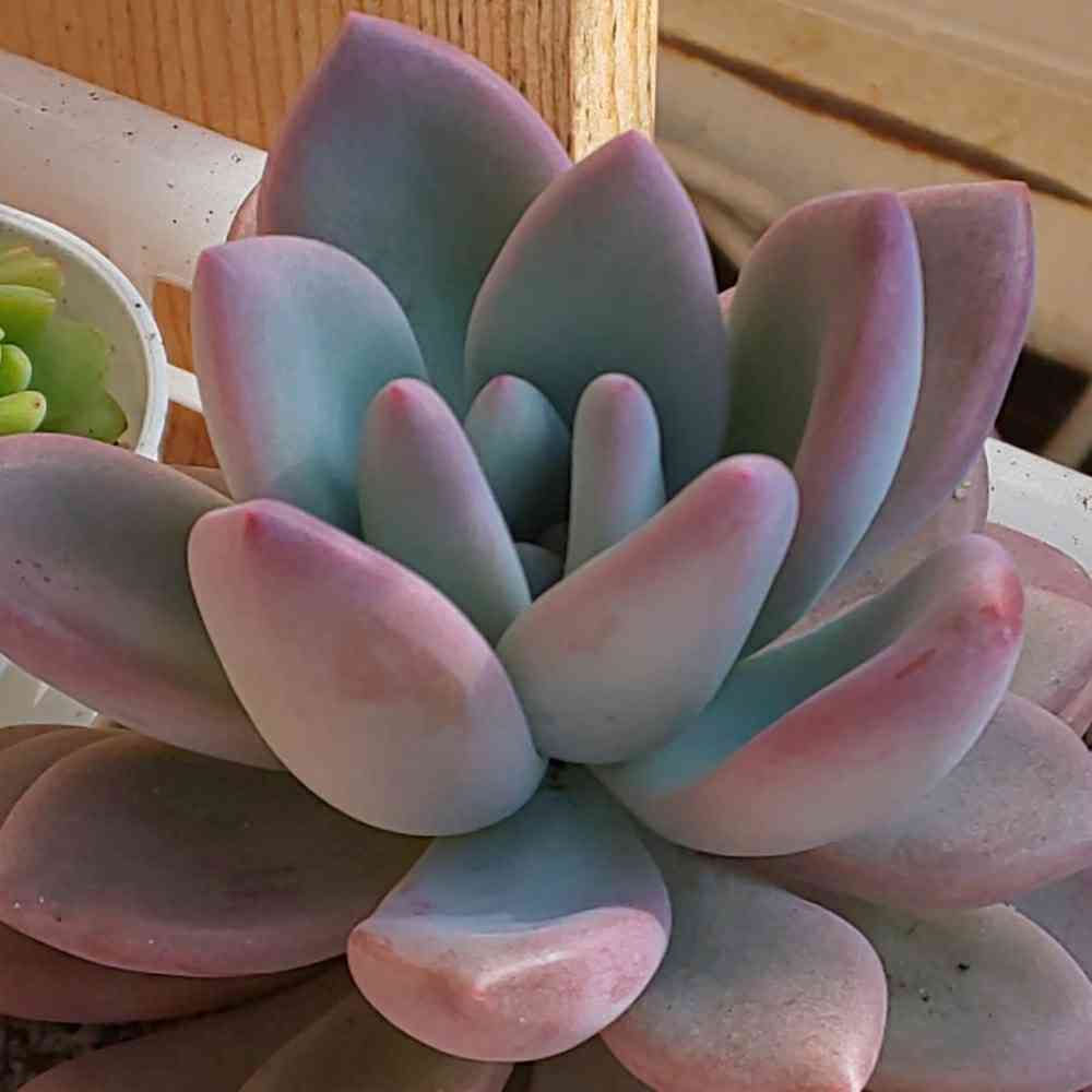 Top【選抜株】多肉植物　21307 オパリナ錦24個　鉢無し/脱土 ☆多肉植物☆ オパリナ錦錦（最強の紅斑）☆グラプトベリア☆ オパリナ錦 |