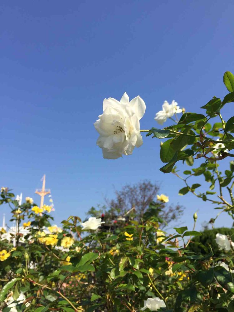 じんごろうさんの山下公園への投稿