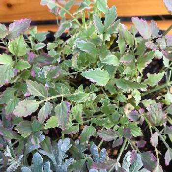 斑入りセリ フラミンゴの投稿画像一覧 Greensnap グリーンスナップ