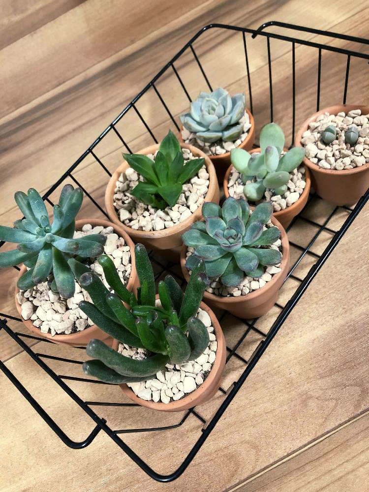 ゴーラムの投稿画像 By せな W さん 花うららと白牡丹と恋心と摩玉と多肉中毒と多肉植物とベランダ多肉と癒しと多肉植物のある暮らしと多肉女子と 多肉植物好きと多肉狩りと多肉初心者 19月11月2日 Greensnap グリーンスナップ