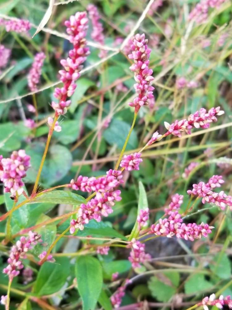 イヌタデの投稿画像 By ゆりさん ピンクのつぼみとピンクの花と雑草と小さい花と花のある暮らしとかわいい花 19月11月2日 Greensnap グリーンスナップ