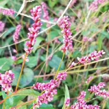 ピンクのつぼみの投稿画像一覧 Greensnap グリーンスナップ