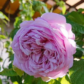 ルシエルブルー❤の画像 by ＹＵＭＩＫＯさん | 小さな庭とルシエルブルー❤と薔薇愛同盟と花が好き❤とかわいい♡と大好きと植中毒と綺麗と薔薇が好き❤ときれいな色と鉢植えと花のある暮らしと薔薇♪といい色♡