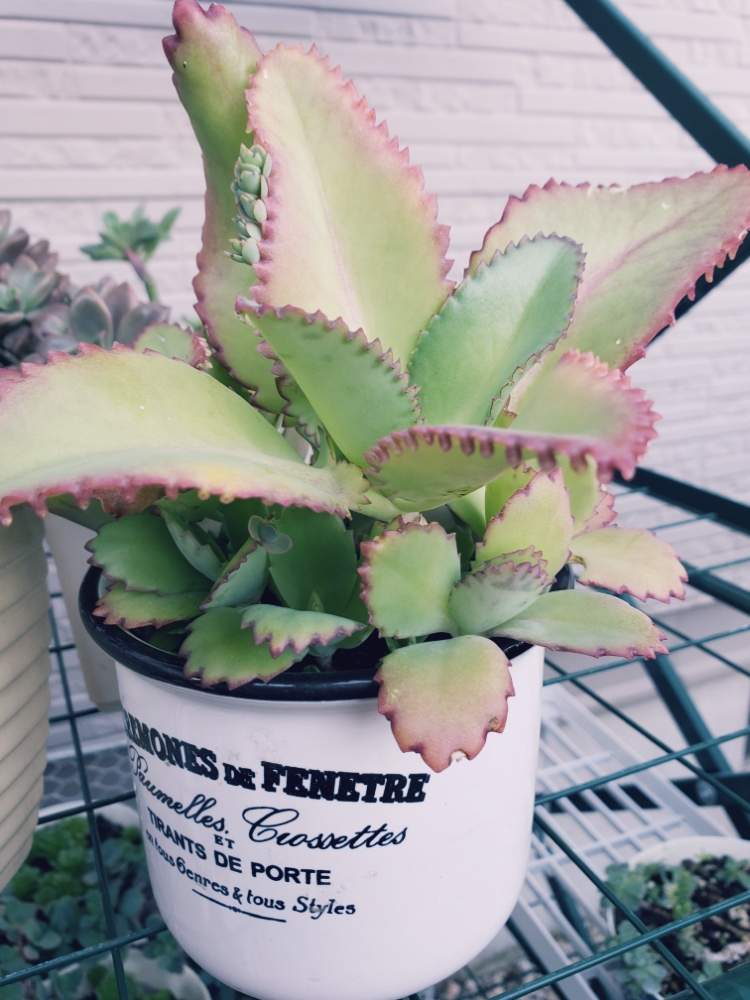 子宝弁慶草の投稿画像 By きらり さん スマホ撮影ともりもり多肉と育ち盛り とコメリと巨大化と多肉初心者 19月11月2日 Greensnap グリーンスナップ