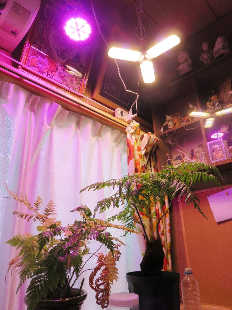 タカワラビの投稿画像 By 白マジュさん キンモウコウとカツモウイノデと観葉植物と照明器具と乾燥対策とledライトと冬支度とシダ植物 19月11月2日 Greensnap グリーンスナップ