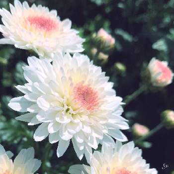 白い菊の花の投稿画像一覧 Greensnap グリーンスナップ