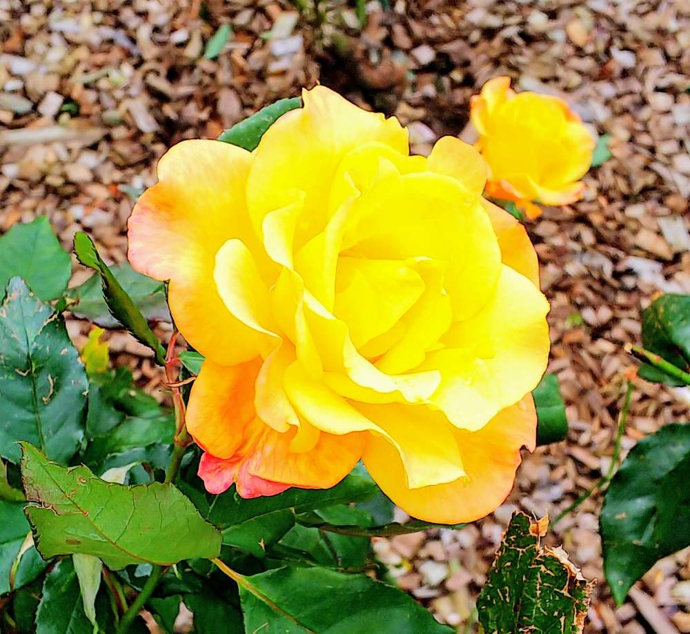 仙台市農業園芸センターの投稿画像 By Bgghr425さん 薔薇の花壇とfield Note 19月11月2日 Greensnap グリーンスナップ