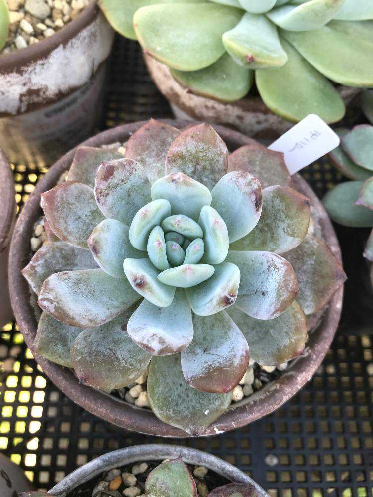 モンロー成長記録｜🍀GreenSnap（グリーンスナップ）