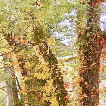 ツタの紅葉♡の画像 by akoさん | お出かけ先と2019・秋と十和田湖とツタの紅葉♡と東北の秋と紅葉☆