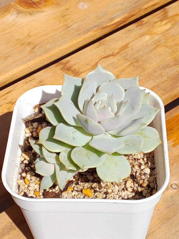 ✨ローラ錦✨ 葉挿し苗  4頭？ ✨ローラ錦✨ 葉挿し苗 4頭？ 【公式通販】 ✨ローラ錦✨ 葉