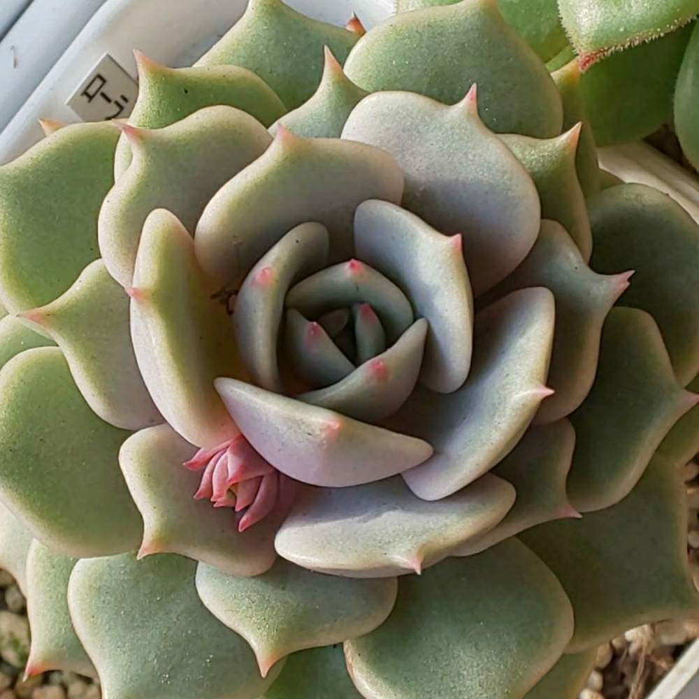 040 ローラの生長記録 21 04 11更新 Greensnap グリーンスナップ