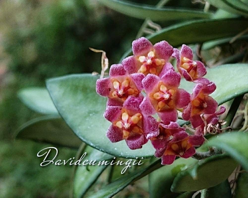 ホヤ デビットクミンギーの投稿画像 By みんとぐりーんさん 多肉植物とhtcとキュンキュン乙女倶楽部とホヤの花とb型と多肉16同期とホヤとホヤ属と 花のある暮らしとほやほやぁ ੭ˊ ˋ ੭とhoya Davidcummingiiとmgホヤ祭りと多肉植物とhtcとキュンキュン乙女倶楽部