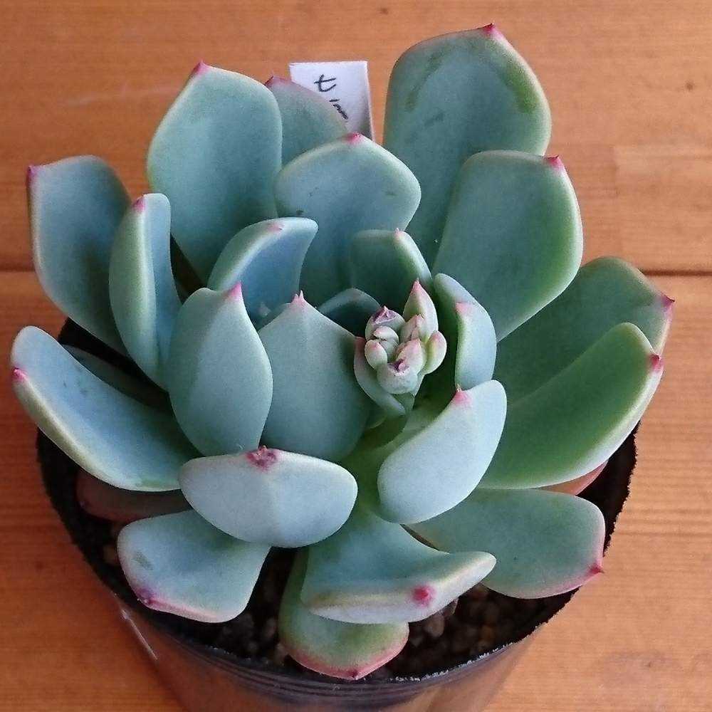 041 七福美尼の生長記録 Vol.1 2021.11.01結｜🍀GreenSnap（グリーン