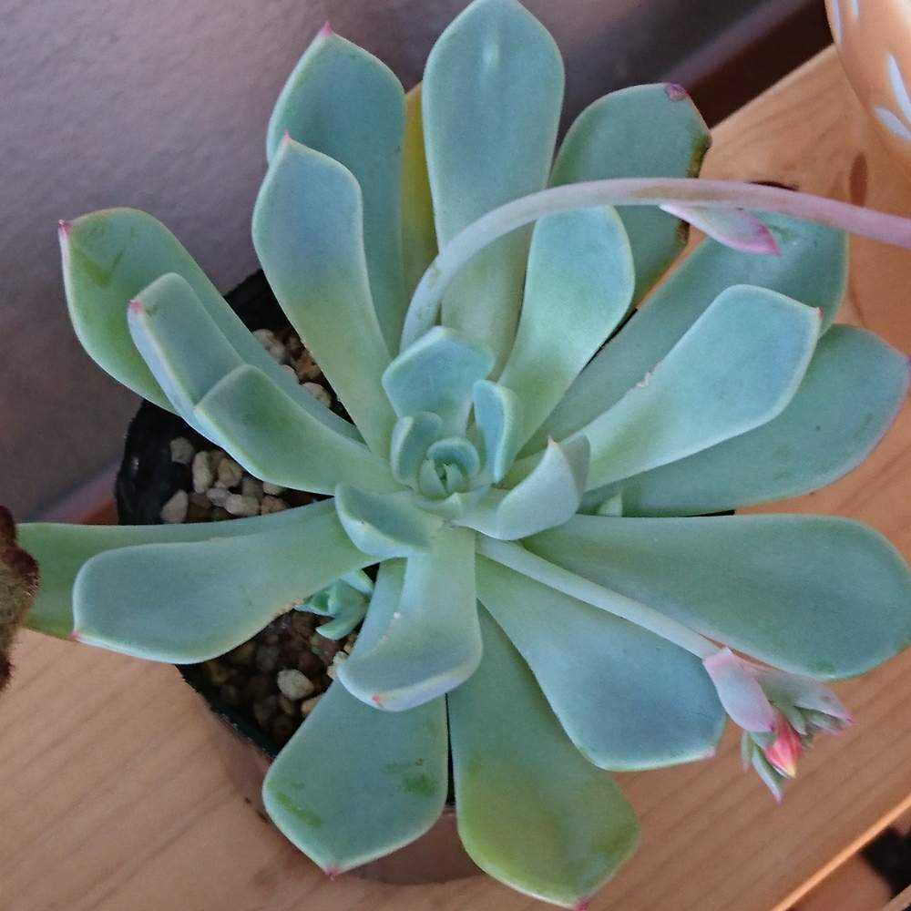 041 七福美尼の生長記録 Vol.1 2021.11.01結｜🍀GreenSnap（グリーン