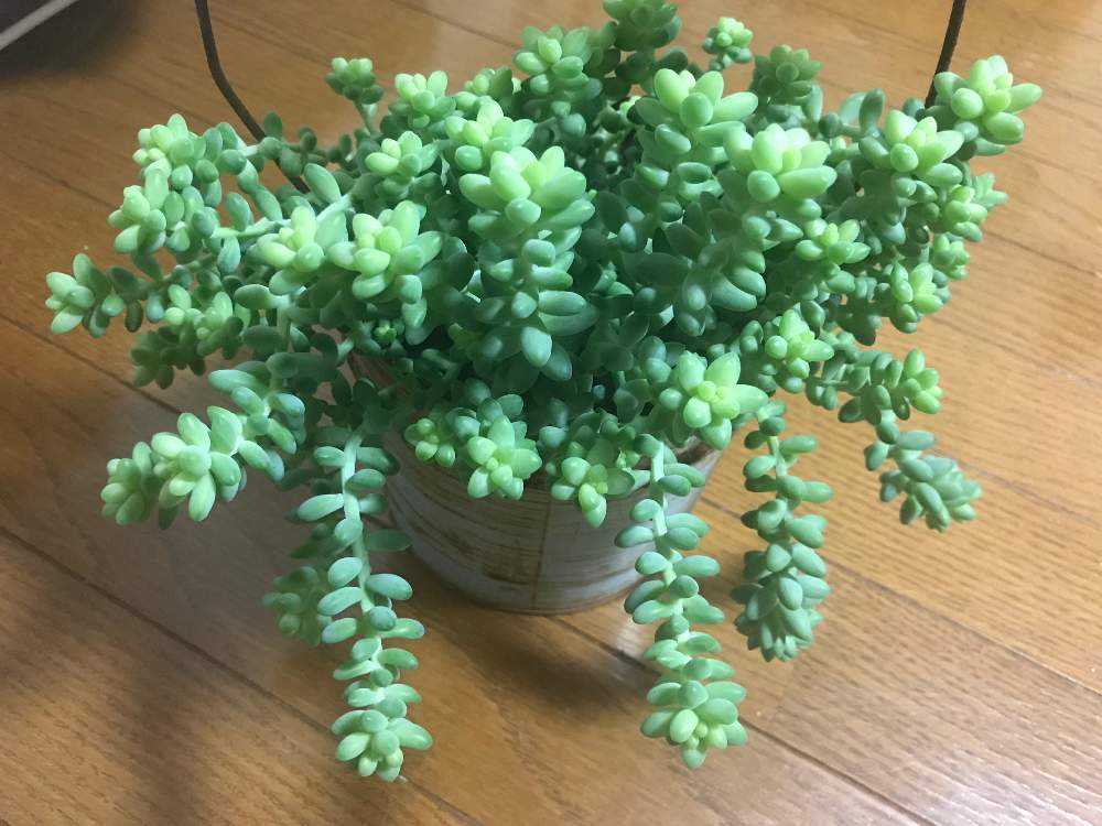 ✲ ビアホップ 葉挿し チャレンジ ✲｜🍀GreenSnap（グリーンスナップ）