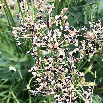 ガーリックチャイブの花の投稿画像一覧 Greensnap グリーンスナップ