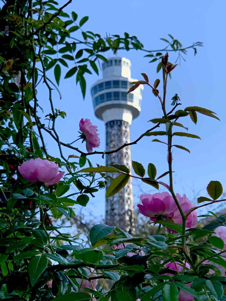 はにょほさんの山下公園への投稿