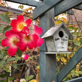 ☆薔薇 カクテルの画像 by sugarさん | 小さな庭と花のある暮らしと☆薔薇 カクテル