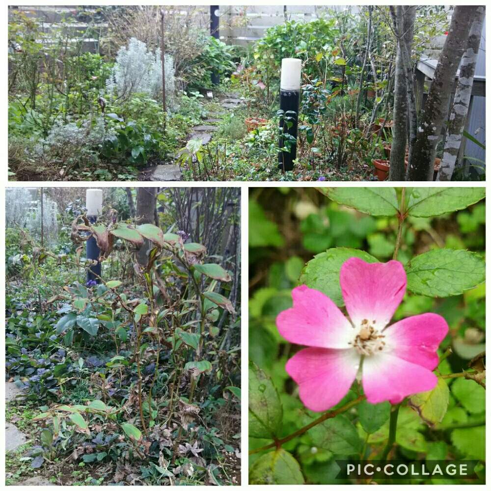 一棒粉の投稿画像 By さくさん ガーデニングと秋のお庭と庭のバラ 19月11月3日 Greensnap グリーンスナップ