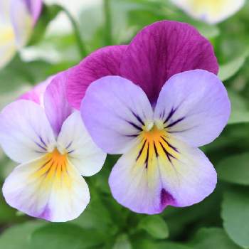 ビオラ ピンクレモンリップの投稿画像一覧 Greensnap グリーンスナップ