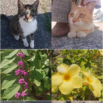 子猫の画像 by SARArabit☆さん | お出かけ先とネコのいる暮らしとネコ好きと初心者と子猫とネコと花のある暮らし