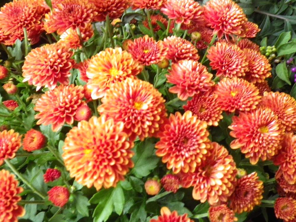 ベルギーマムの投稿画像 By Takaさん お出かけ先と花のある暮らしと花のある暮らし 19月11月3日 Greensnap グリーンスナップ Greensnap グリーンスナップ