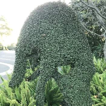 ワイヤー プランツのトピアリーの投稿画像一覧 Greensnap グリーンスナップ