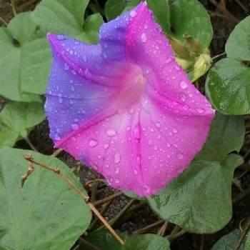 野朝顔 の投稿画像一覧 Greensnap グリーンスナップ